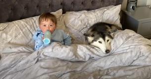 Husky Waits For Day To Leave The Room In Order To Cuddle With Toddler In Bed