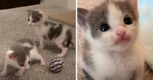 Twin Kittens Refuse To Part With The Other — Band Together To Survive