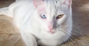 Homeless Cat Opens Eyes For First Time After A Month
