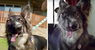 Disfigured Pup Gets His Forever Home And Trains To Become Therapy Dog