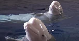Deux bélugas sauvées de leur obligation de spectacle dans un aquarium