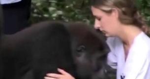 Une enfant est élevée avec des gorilles. Douze ans plus tard, elle a des retrouvailles incroyables