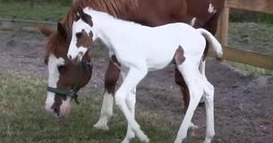 Horses Huddle To Checkout Newborn Foal With Rare 'Medicine Hat' Markings