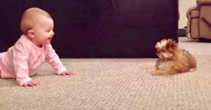 Un chiot "Shorkie" réagit de façon exceptionnelle à la rencontre de sa nouvelle petite sœur - et c'est aussi réciproque.
