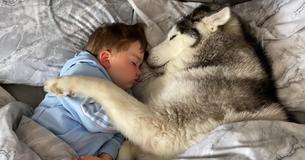 Un husky refuse de quitter le lit du fils de son propriétaire et finit par s'endormir avec lui