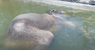 Cute Asian Elephant Cools Down With An Underwater Nap Using Trunk As Snorkel
