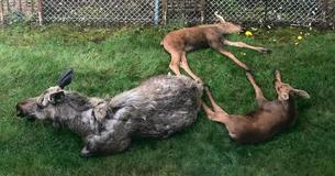 Un homme se réveille pour découvrir qu'une maman orignal avait transformé son jardin en une pouponnière pour ses jumeaux