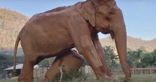 Une femelle éléphant pleure alors qu'elle est finalement sauvée après 50 ans de mauvais traitements