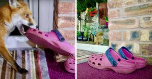 People Found A Fox With More Than 100 Stolen Shoes