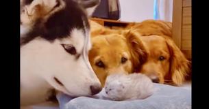 Golden Retrievers And Husky Give Warm Welcome To Newborn Kitten