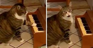 Cat Plays On Small Piano To Inform His Owner That He Wants Food