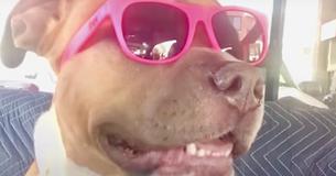Dog Screams Similar To Humans If He's Happy Or Excited