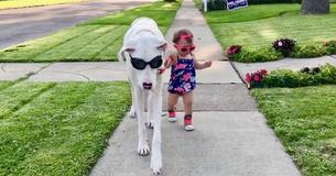 17-Month-Old And Deaf Great Dane Share Cutest Friendship