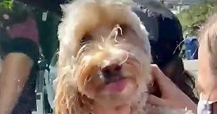 ‘Miracle Dog’ Survives Nine Days In Washington Backcountry After Falling Over Ridge