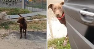 Lonely But Hopeful Stray Watching Cars Pass On Side of Road For Years Eventually Gets Chance At Forever Home