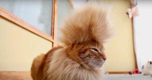 Cat With The Coolest Mohawk