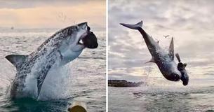 Great White Shark Wows Crew As It Jumps 15 Feet Through The Air