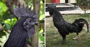 Uncommon Goth Chicken Is 100% Black From Its Internal Organs To Its Feathers and Bones