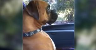 Un chien amusant accueil sa maman avec froideur