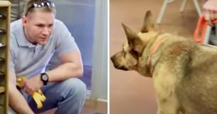 Un homme sensible s'inquiète que sa chienne ne se souviendra pas de lui pendant leurs retrouvailles après sept mois d'intervalle