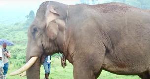 Un éléphant se débarrasse de ses chaînes après une vie de labeur