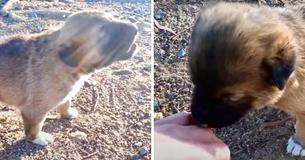 Un homme localise un chiot solitaire en pleurs et se précipite pour le sauver