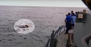 La marine est perturbée par un gros objet dans l'eau, mais une fois qu'il est identifié, tout l'équipage saute à la mer