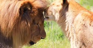 Released Circus Lions Feel Grass Under Their Paws For The First Time