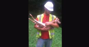 Rescue Fawn Just Wants To Be Held