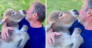 Farmer Cradles Baby Donkey While Softly Singing Jackie DeShannon Hit