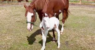 Uncommon 'Medicine Hat' Foal Attracts Internet Viewership For Her Mythical Features