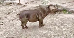 Critically Endangered Black Rhino Is Pregnant And Due Any Moment Now