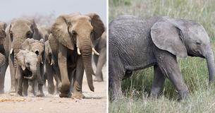 Kenya's Elephant Population Grown Twofold In Last Three Decades