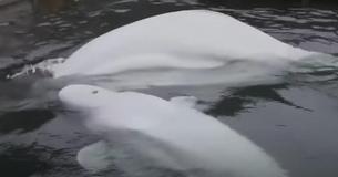 Two Smiling Beluga Whales Are Saved From Sad Life As Performing Animals In Aquarium