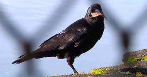 Crows Are Able To Hold Grudges And Remember Faces If Humans Treat Them Badly
