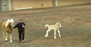 Klein veulen gaat tijdens een paardenshow helemaal los in de ring en trekt alle aandacht