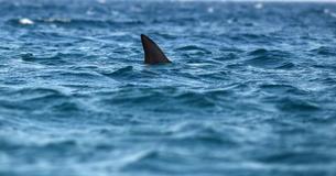 Un surfista salvó a su esposa del ataque de un tiburón golpeándolo hasta que la dejó ir