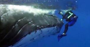 Une baleine sauve une plongeuse d'un requin