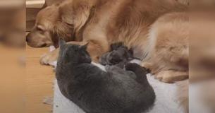 Golden Retriever Goes Above And Beyond In Order To Look After Mama Cat Who Just Delivered Kittens