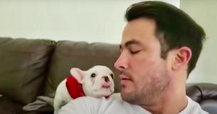 Bulldog Puppy Gives Dad A Fat Kiss After He Tells Pooch He's Handsome