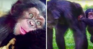 Baby Chimpanzee Is Delighted To Find A New Forever Home After Being Rejected By His Mother