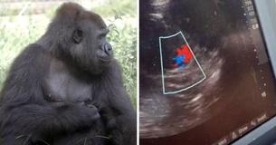 Critically Endangered Mother Gorilla Is Pregnant With Her First Baby At New Orleans Zoo