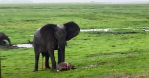 Toeristen leggen beelden vast van een kudde olifanten die zich na de bevalling om moederolifant heen verzamelt