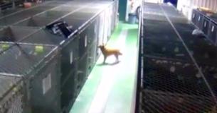 Camera filmt hond die uit haar hok sluipt om twee huilende pups te troosten