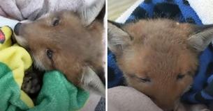 Family Saves Baby Fox In Their Yard And Reunites Him With Mom