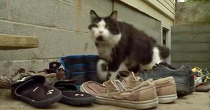 Owner Creates Social Media Page To Return The Shoes Her Cat Steals
