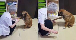 Une chienne errante entre dans une pharmacie, montre sa patte en sang et laisse le pharmacien la soigner