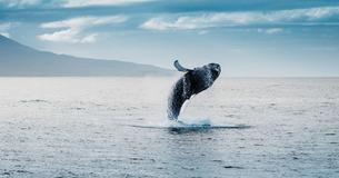 Diver Rescues Whale Tangled In Ropes — Whale Thanks Him In Spectacular Fashion