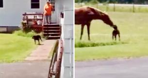 Dog Runs Out Of House With Carrot For His Horse BFF