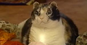 Mom Cat Shows Her Love By Walking Through Fire To Save Her Kittens